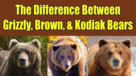 Are brown bears and grizzly bears the same. Things To Know About Are brown bears and grizzly bears the same. 